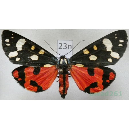 Callimorpha dominula (Linnaeus, 1758) Krasopani poziomkówka Poland23n